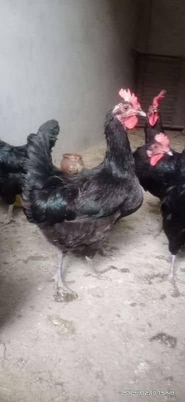 austrolorp F1 breed egg laying hens 8