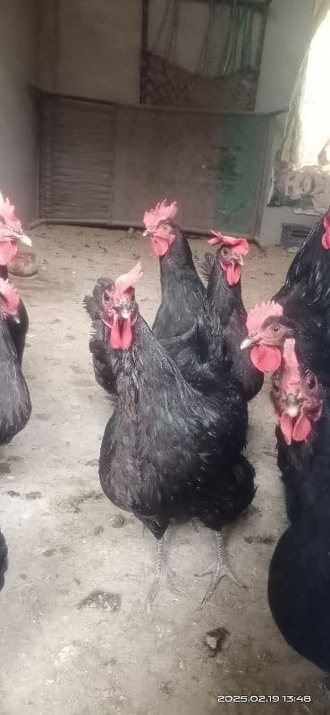 austrolorp F1 breed egg laying hens 9