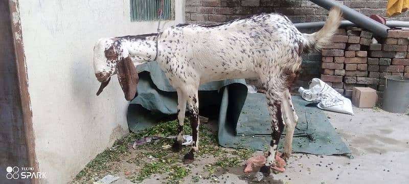 Desi goat for sale urgent 1