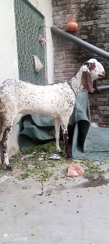 Desi goat for sale urgent 2