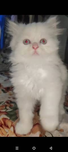 kittens  for sale  age 1month 45days