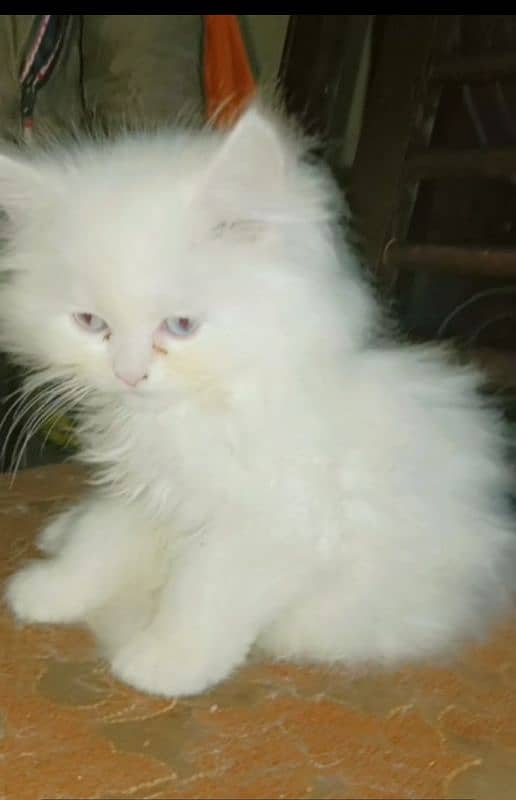 kittens  for sale  age 1month 45days 3