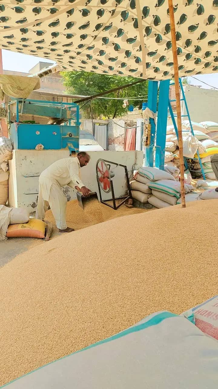 Wheat,Pure Wheat,Gandum 2