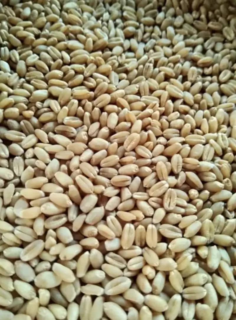 Wheat,Pure Wheat,Gandum 11