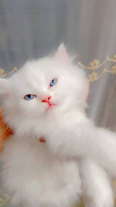 Persian Kittens | Triple Coated | fluffy | Persian Doll Face Kittens