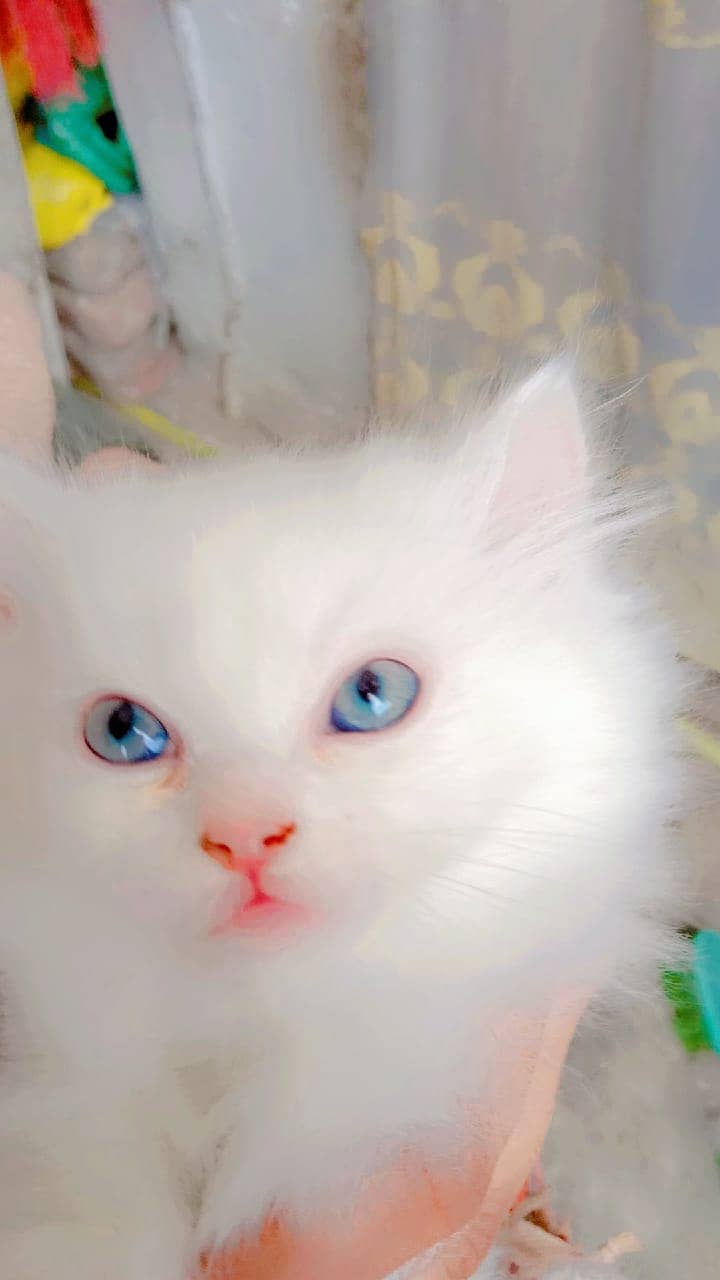 Persian Kittens | Triple Coated | fluffy | Persian Doll Face Kittens 1