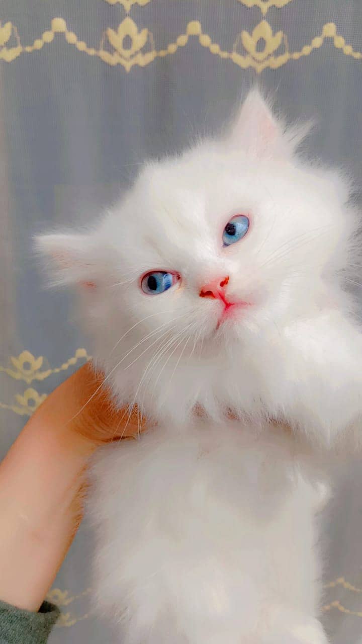 Persian Kittens | Triple Coated | fluffy | Persian Doll Face Kittens 12