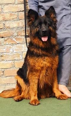 Triple coat breeder female show quality importet blood line  for sale