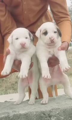 bully dog age 45 days for sale cargo system all Pakistan