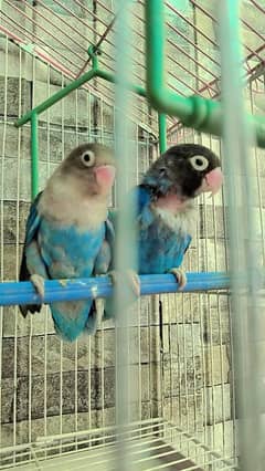 love birds for sale