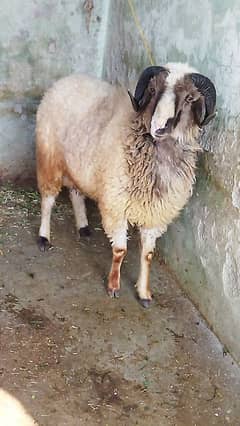 Beautiful Ram sheep