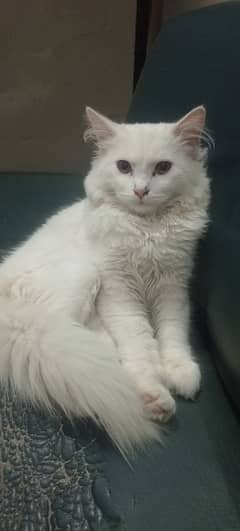 white Persian Cat triple coated