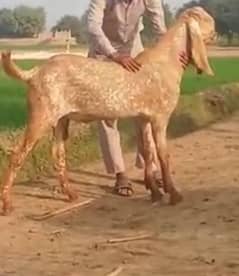 Desi Bakra for Sale Qurbani & Breeding Ke Liye Best Choice_03130079851