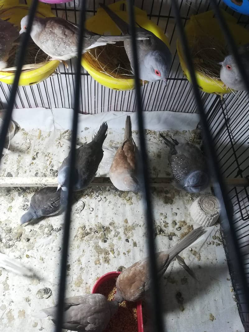 Diamond China Dove /Breeder Pairs/Available 1