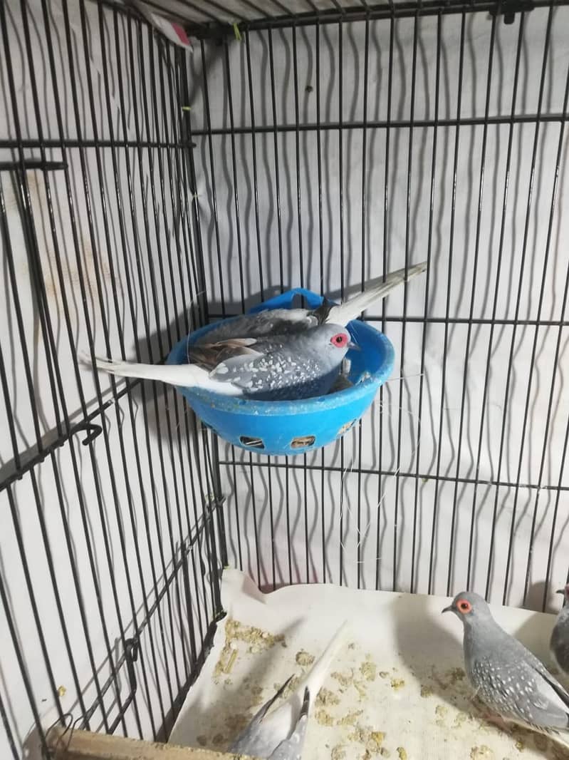 Diamond China Dove /Breeder Pairs/Available 2