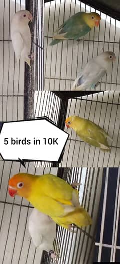 5 birds in only 10k , crimino , albino red eye , parblue pastelino