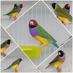 Blue Golden finch Bredar Pair Available