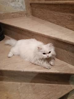 cute Persian cat