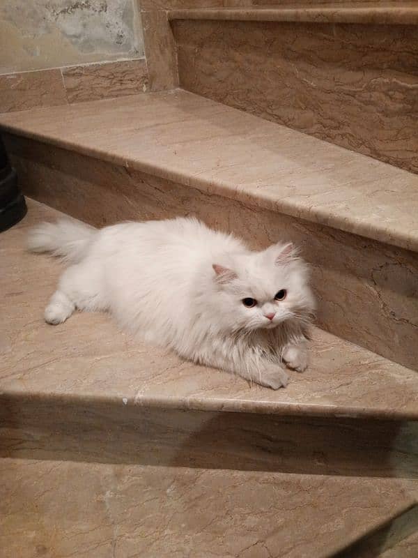 cute Persian cat 0