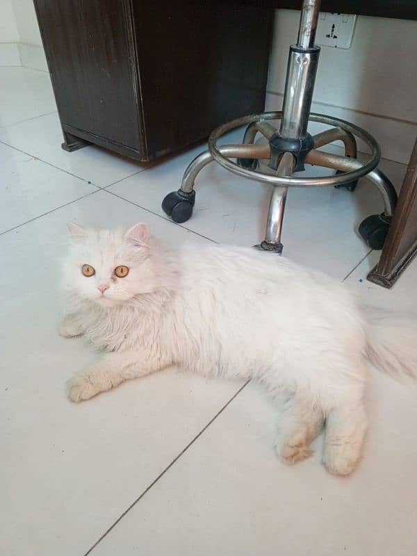 cute Persian cat 1