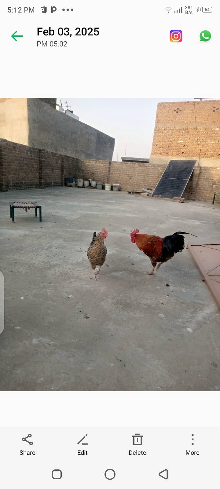 1 roaster 2 hen+ aseel heera chicks 1