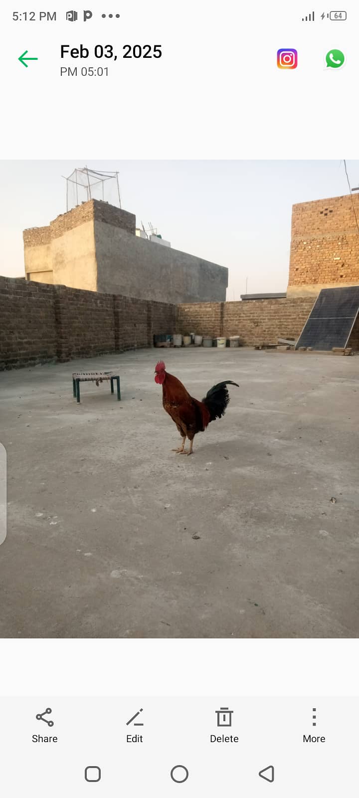 1 roaster 2 hen+ aseel heera chicks 3