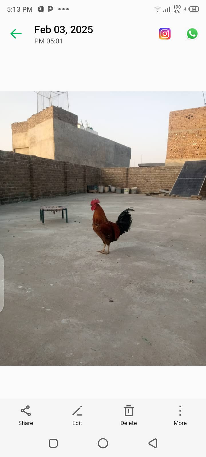 1 roaster 2 hen+ aseel heera chicks 4