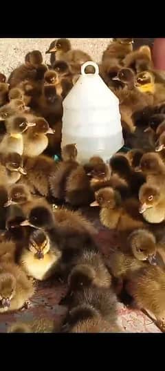 Ducks chicks & khakicamal chicks