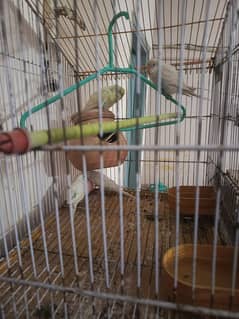 Budgies setup for sale