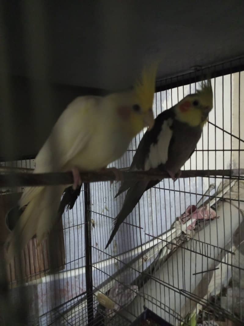 Cocktail for sale cream and gray pair 3