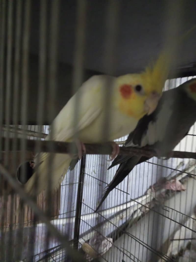 Cocktail for sale cream and gray pair 4