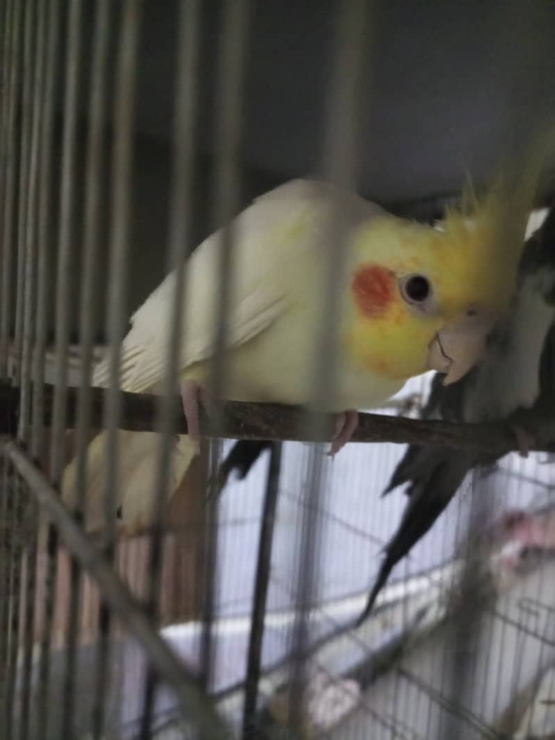 Cocktail for sale cream and gray pair 5