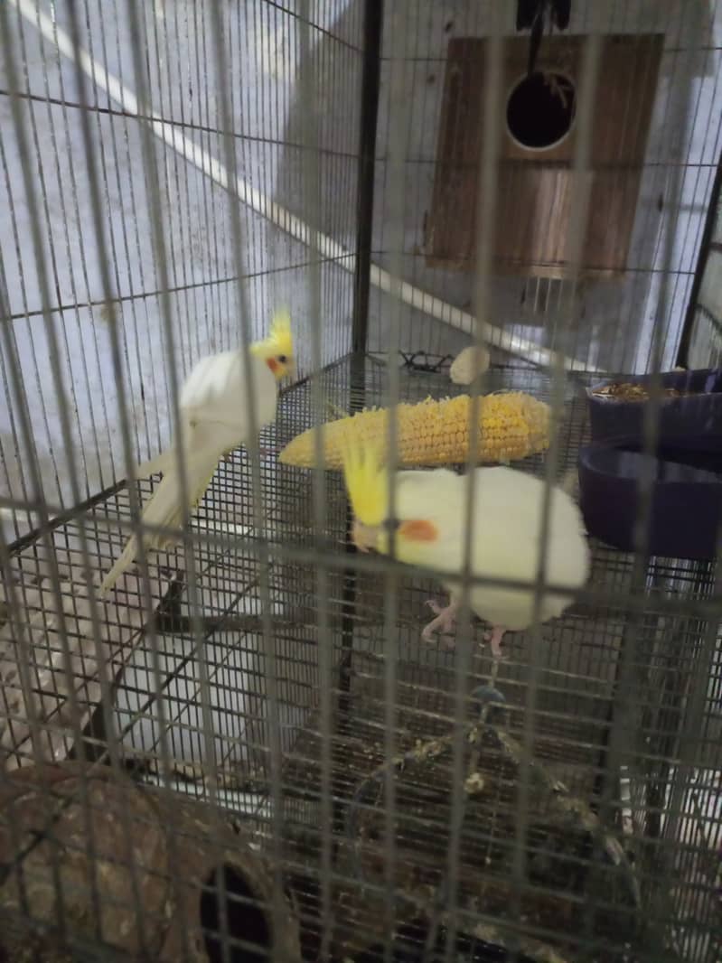 Cocktail for sale cream and gray pair 6
