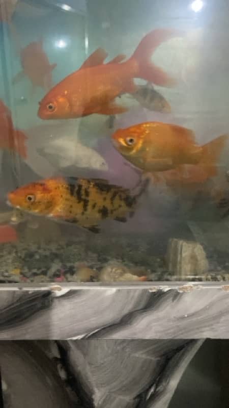 koi and gold fish 0