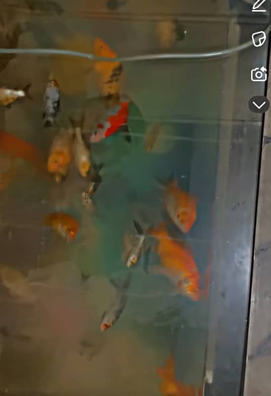 koi and gold fish 2