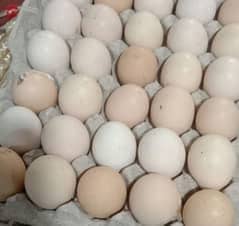 Golden Misri Fertile Eggs