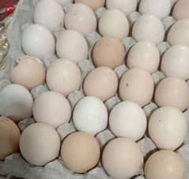 Golden Misri Fertile Eggs 0