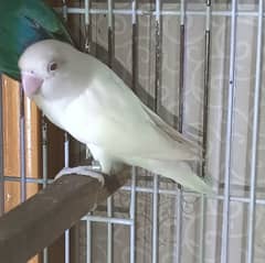 Albino red eye breeder female