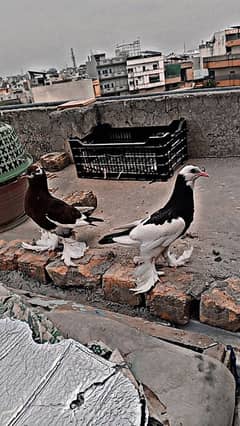 pigeon kid  pair