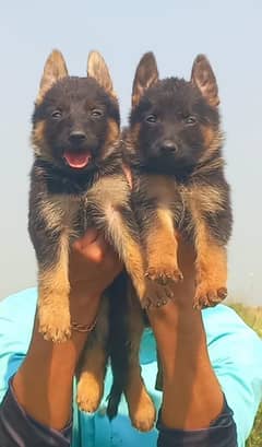 black German Shepherd | German Shepherd puppies | puppy | GSD dog