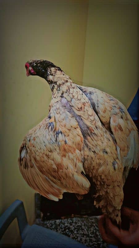 lasani mushka breeder male and females available 10