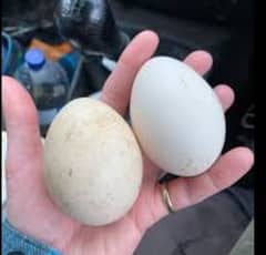 pied peacock fertile egg with garanty