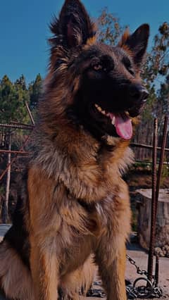 German shepherd triple coat