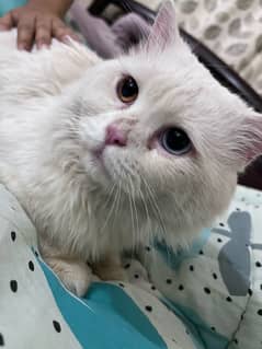 Persian cat For sale