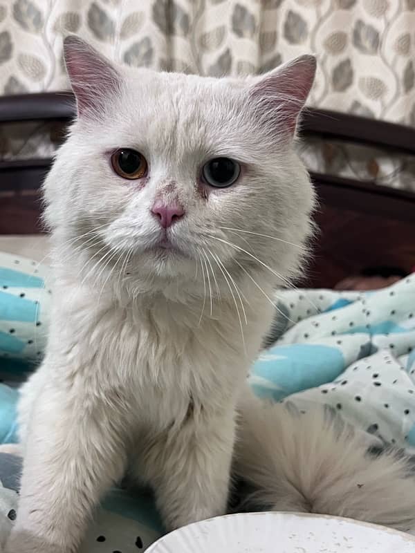 Persian cat For sale 2