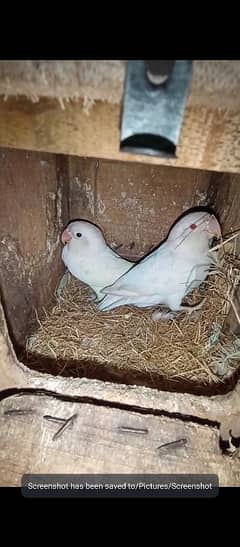 lovebird,Albinos,Fishers