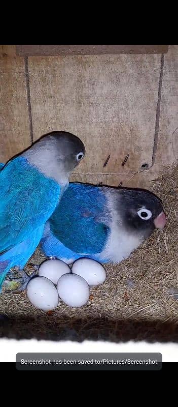 lovebird,Albinos,Fishers 2