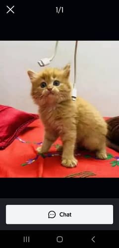 Persian cat for sale male or female my WhatsApp03292443631