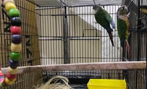 Green Cheek Conure Breeder Pair