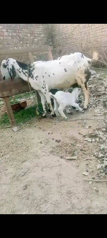 Desi bakri with 2 baby male and female 1